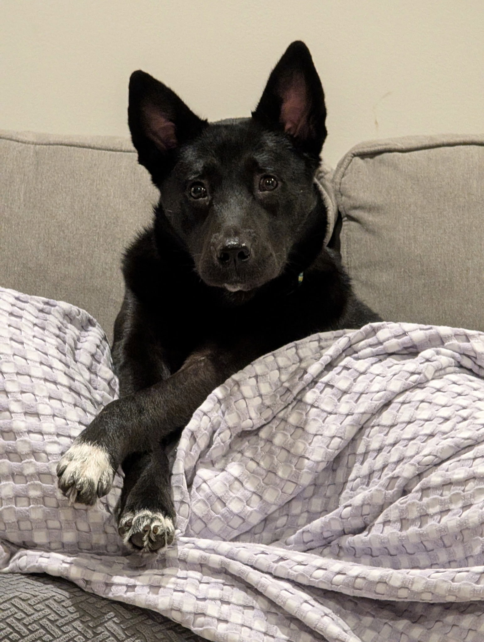 Apollo