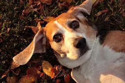 Hazel