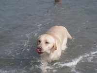 Nutmeg