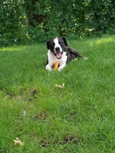 Apollo