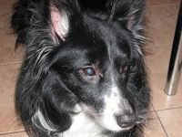 Bandit