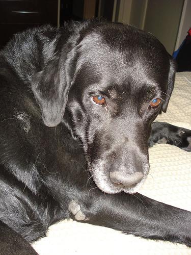 Cooper