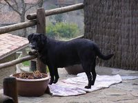 Cooper