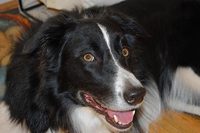 Daisy