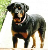 Pepper