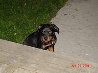 Pepper
