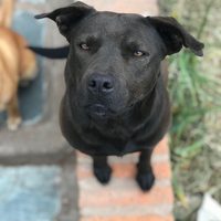 Apollo