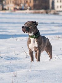 Apollo