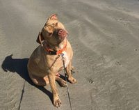 Apollo