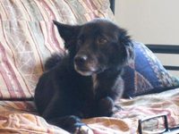 Cooper