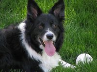 Cooper