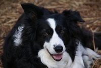 Cooper