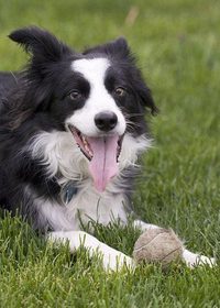 Daisy
