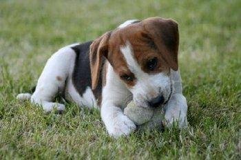 Nutmeg