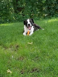 Apollo