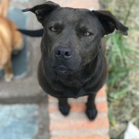 Apollo