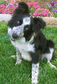 Cooper