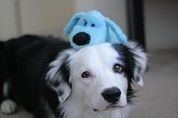 Cooper