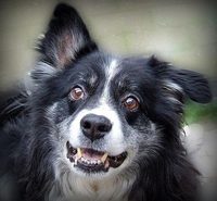 Cooper